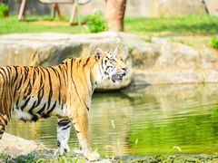 -常州淹城野生动物世界