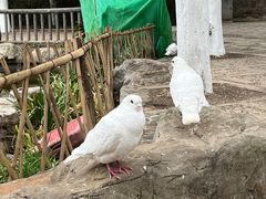 -昆明动物园