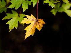 -桤木河湿地公园