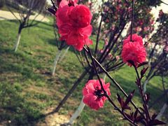 瑶湖郊野森林公园-瑶湖郊野森林公园