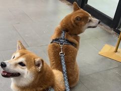 -联合动物医院(光谷诊疗中心)