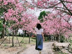 -天适樱花悠乐园