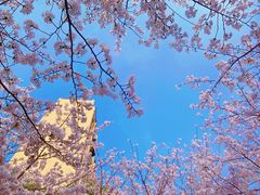 -高东镇樱花园