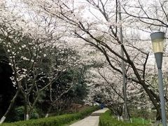 -武汉大学-樱园