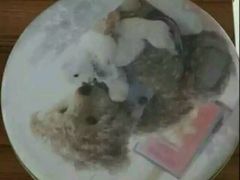 -珍妮曲奇聪明小熊(尖沙咀店)
