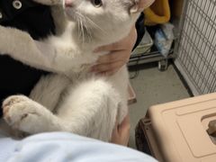 -四月宠物医院·猫专科·心脏专科·内科(转塘店)