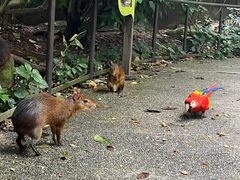 -新加坡飞禽公园