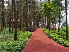 -铁山坪森林公园