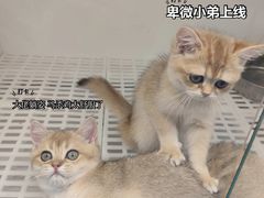 -lincat·猫舍(广州店)