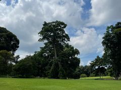 -新加坡植物园