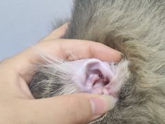 -博特宠物医院24h犬猫全科.骨科·异宠