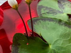 -良友·海鲜青岛菜(五四广场店)