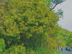 -板樟山森林公园