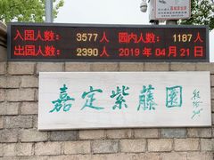 -嘉定紫藤园