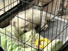 -唐小姐の猫狗洗护·购宠旗舰店(周浦万达店)