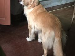 -百好乐宠物友好餐厅(朝外大街店)