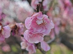 -梅花山(明孝陵内)