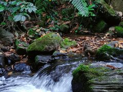 -莫里热带雨林景区