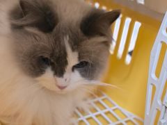 -艾贝尔宠物医院·狂犬免疫点(江山金象城店)