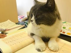 -猫音日语留学培训