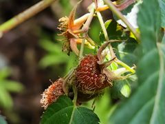 -云南屏边大围山国家公园