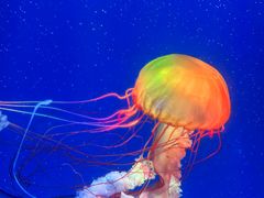 -海合安成都极地海洋公园
