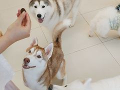 -怪兽屋·羊驼·猫咖·狗咖(俊华广场店)