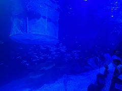 -江和美海洋公园