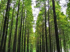 -黄海国家森林公园