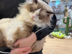 -1013 PET SHOP精品宠物商店(丁香店)