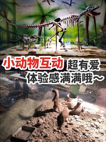 小动物互动超有爱，体验感满满哦～