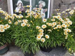 -四姑娘山阿巴郎·藏式花园餐厅