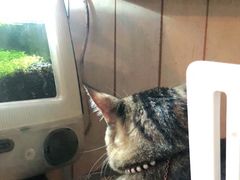 -海边的猫和咖啡馆