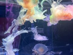 -左海海底世界