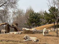 -北京野生动物园