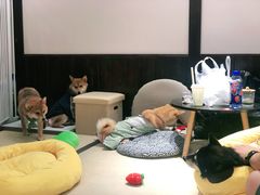 -逗柴咖啡屋·狗咖猫咖宠物桌游