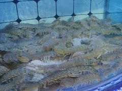 -日照大牌檔•小船海鲜(万平口店)