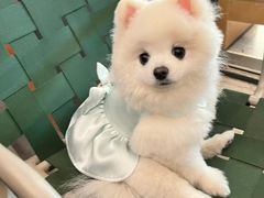 -爱侣宠医·鹦鹉专科·小型哺乳类·异宠专科(灵石路店)