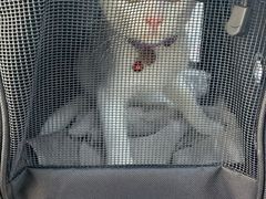 -荔康动物医院(康王北路店)