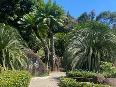 -深圳仙湖植物园