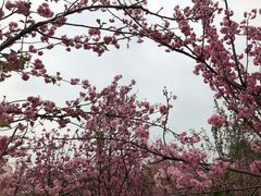 -天适樱花悠乐园