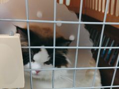 -达爱动物医院·犬猫分区·CT·复杂眼科(远洋山水分院)