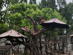 -上海野生动物园