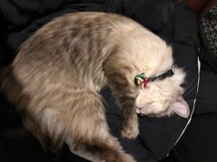-共舞时光猫咖·狗咖(新街口店)