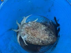 -蓝湾碧波·老字号·疍家非遗海上餐厅