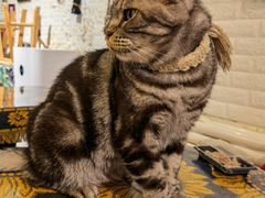 -平行世界·猫咖(首经贸店)