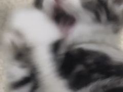-小猫来了·猫舍(红山六九七九店)