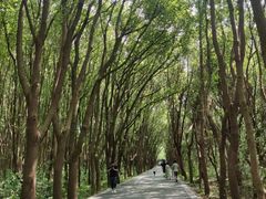 -同里国家湿地公园