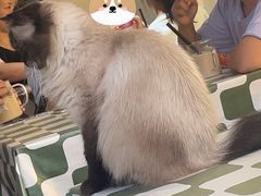 -猫小院猫主题餐厅(南锣旗舰店)