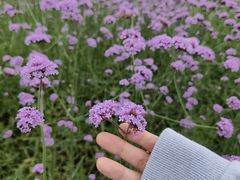 -洋湖国家湿地公园